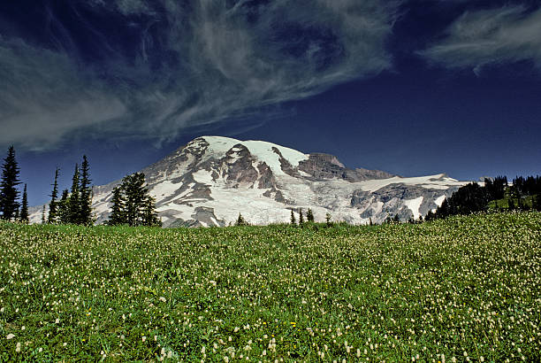 istock Paradise Meadow and Mount Rainier 182729553