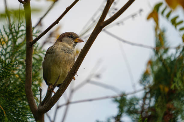 istock Small beautiful house sparrow 1827296680