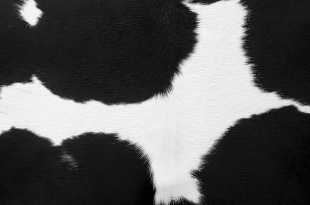 istock Close up of white and black dairy cow 182729839