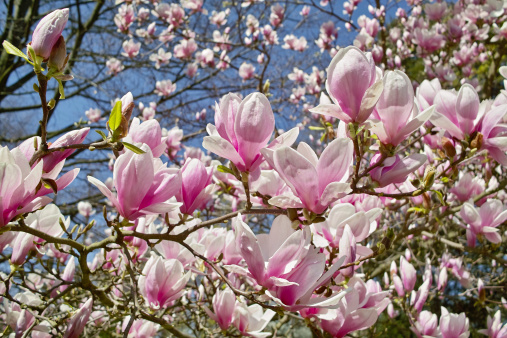 blooming magnolia in spring time