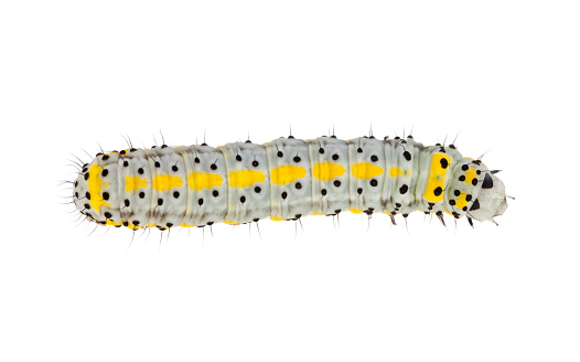 Grey Caterpillar (real)  with yellow and black markings on white.