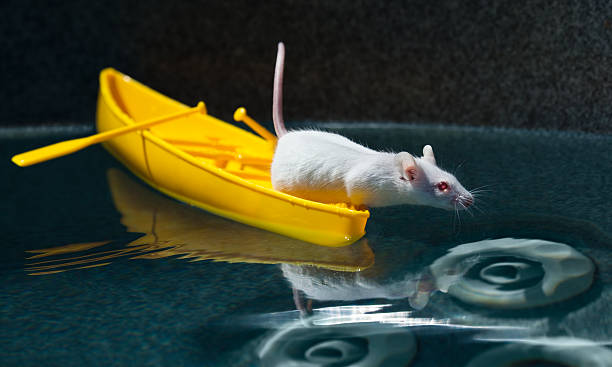istock Tiny adventurer Mouse Canoeing Vast Hot Tub Wilderness 182730151