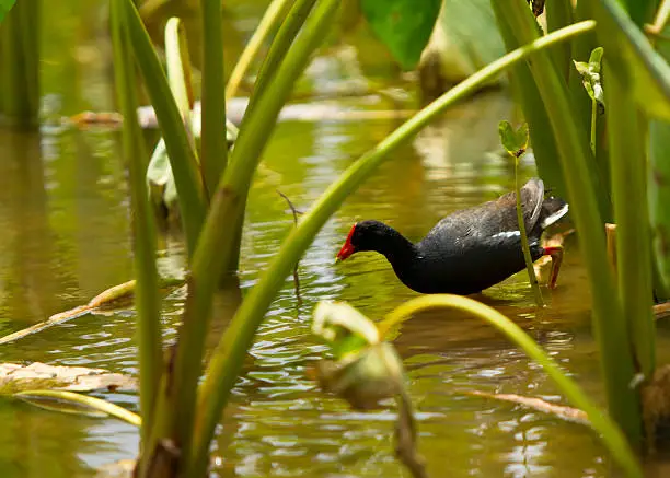 "Hawaiian Gallinule - native to the Hawaiian Islands, rare and endangered species of the wetlands bird photographed on taro plantation in KauaiCheck out my Hawaiian Lightbox with more images:"