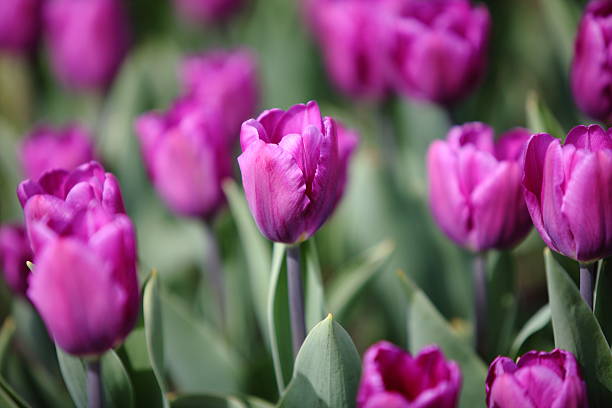 Tulip flower with green leaf background in tulip field at winter or spring day for postcard beauty decoration and agriculture concept design.