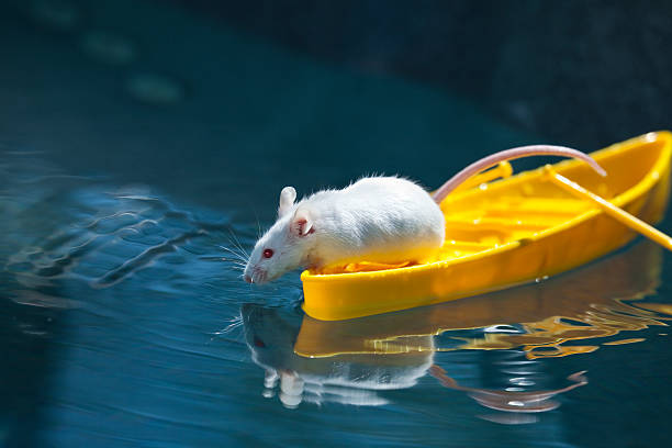 istock Canoeing White Mouse Ponders His Reflection in Blue Waters 182730186