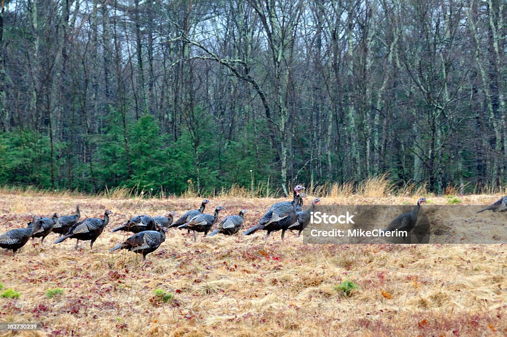 Stormo di Wild Tacchini in un campo - Foto stock royalty-free di Pioggia