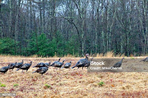 플락 Of 개척시대의 Turkeys 필드 비에 대한 스톡 사진 및 기타 이미지 - 비, 야생 칠면조, 0명