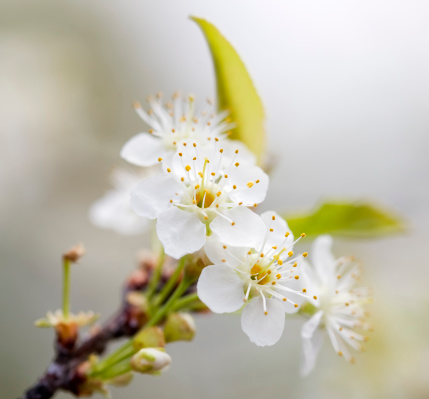 With spring come the white blossoms of the pin cherry tree.Please have a look at my Flower Lightbox: