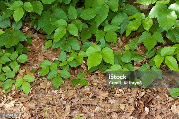 Giftsumach Pflanzen Stockfoto und mehr Bilder von Giftsumach - Efeu - Giftsumach - Efeu, Rhus-Dermatitis, Pflanze
