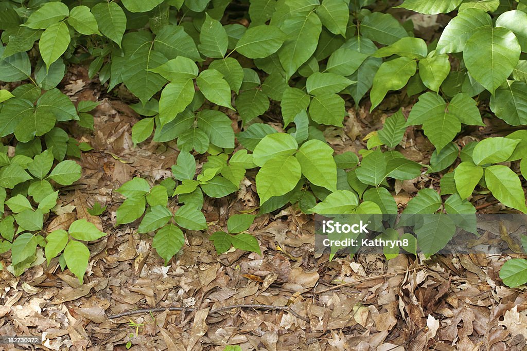 Plantes de Lierre toxique - Photo de Lierre toxique libre de droits