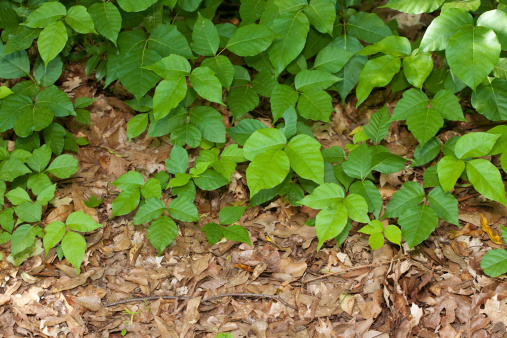 Poison Ivy plants growing on the ground.Another Poison Ivy from my portfolio: