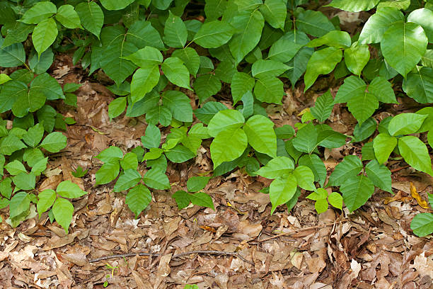 Poison Ivy Plants stock photo