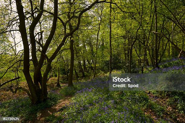 Bluebell Wald Stockfoto und mehr Bilder von Abenddämmerung - Abenddämmerung, Baum, Baumbestand