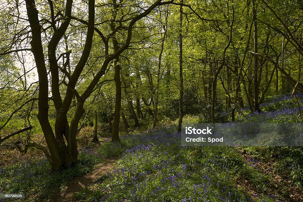 Bluebell woodland - Foto de stock de Anochecer libre de derechos