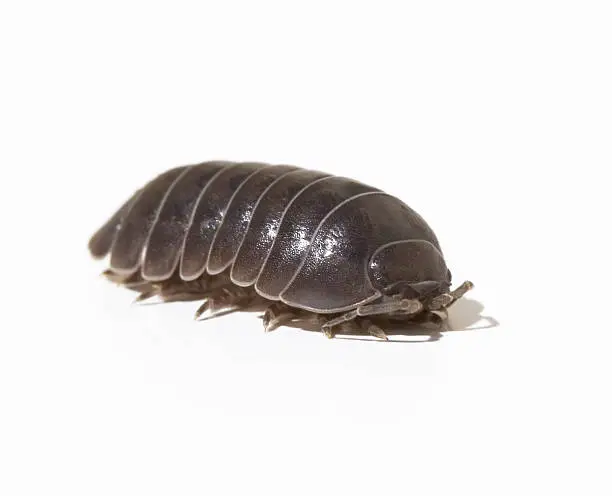 A common woodlouse isolated on a white background.