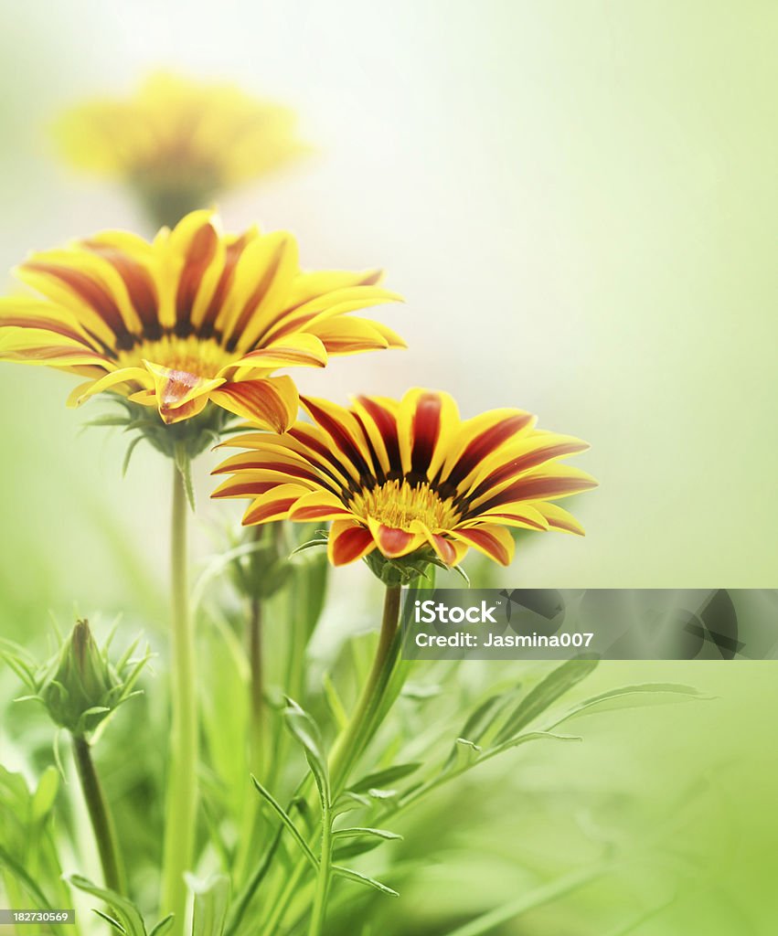 Flores de primavera - Foto de stock de Contraluz libre de derechos