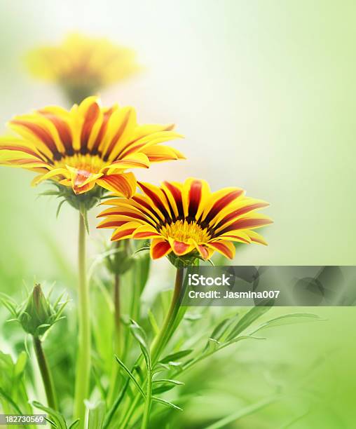 Wiosna Kwiaty - zdjęcia stockowe i więcej obrazów Gerbera - Gerbera, Kwiat - Roślina, Podświetlony