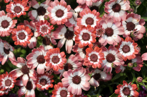 istock Pink Red Cineraria / Daisy / Chrysanthemum 182730631