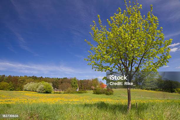 Wonderful Landscape With Buttercups In Spring Stock Photo - Download Image Now - Brandenburg State, Buttercup, Clear Sky