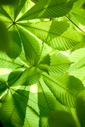 Fresh green leaves in forest. Horse Chestnut. To see more Leaves images click on the link below: