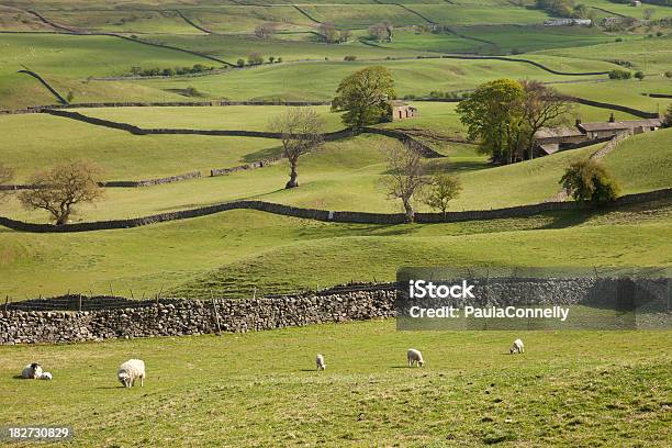 Foto de Wensleydale Campos Xxxl e mais fotos de stock de Agricultura - Agricultura, Ajardinado, Animal