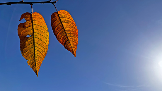Colourful leaves in the blue sky in autumn.