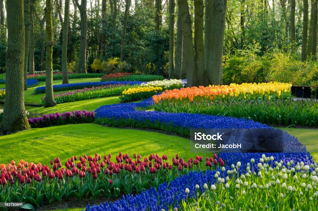 Primavera nel parco - Foto stock royalty-free di Giardini di Keukenhof