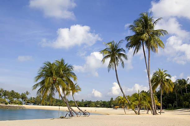 istock Sentosa beach with palm trees in Singapore 182731072