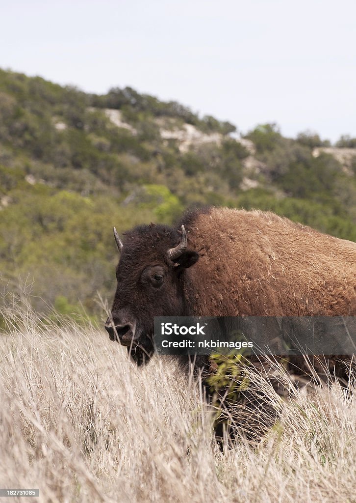 Buffalo circondato da prateria erba - Foto stock royalty-free di Ambientazione esterna