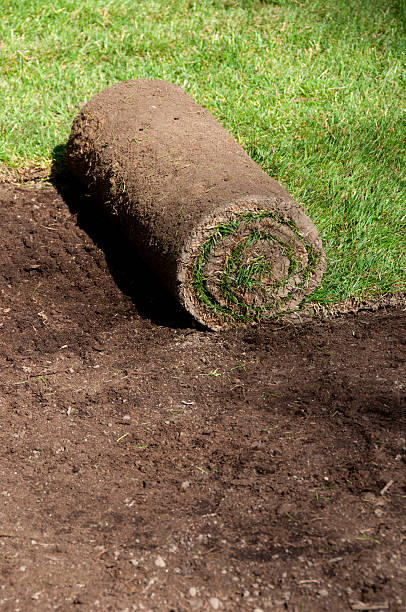 istock Fresh grass roll out in the garden to make lawn 182731090