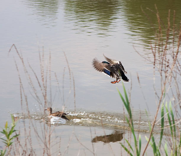 istock Male Duck Landing on the Water 182731238