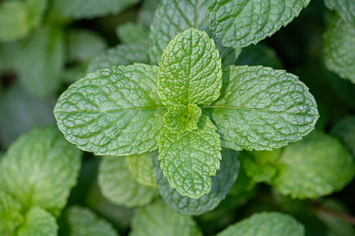 Large-leaved green mint in the garden.