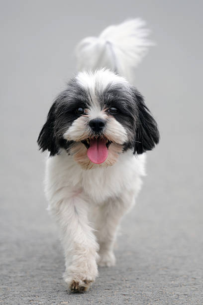 Front View of Lovely Puppy on Running
