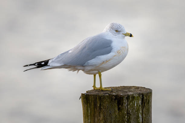 Ring-billed Gull seagull standing on wooden post