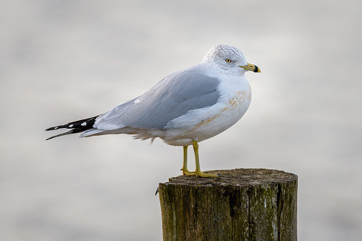 Ring-billed Gull seagull standing on wooden post with soft gray out of focus background
