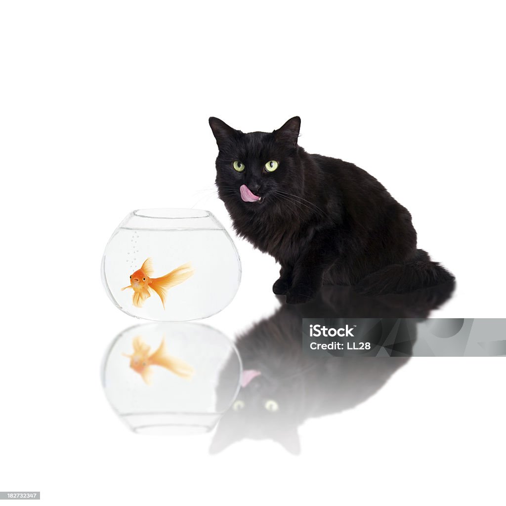 Predator Image of a domestic cat with a goldfish.(ISO 100). All my images have been processed in 16 Bits and transfer down to 8 before uploading. Alertness Stock Photo