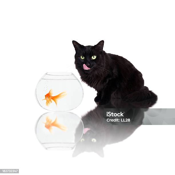 Predator Stock Photo - Download Image Now - Alertness, Animal, Animal Mouth