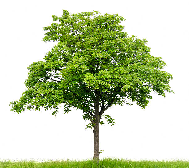 istock Sycamore Maple (Acer pseudoplatanus) on meadow isolated on_white. 182732497