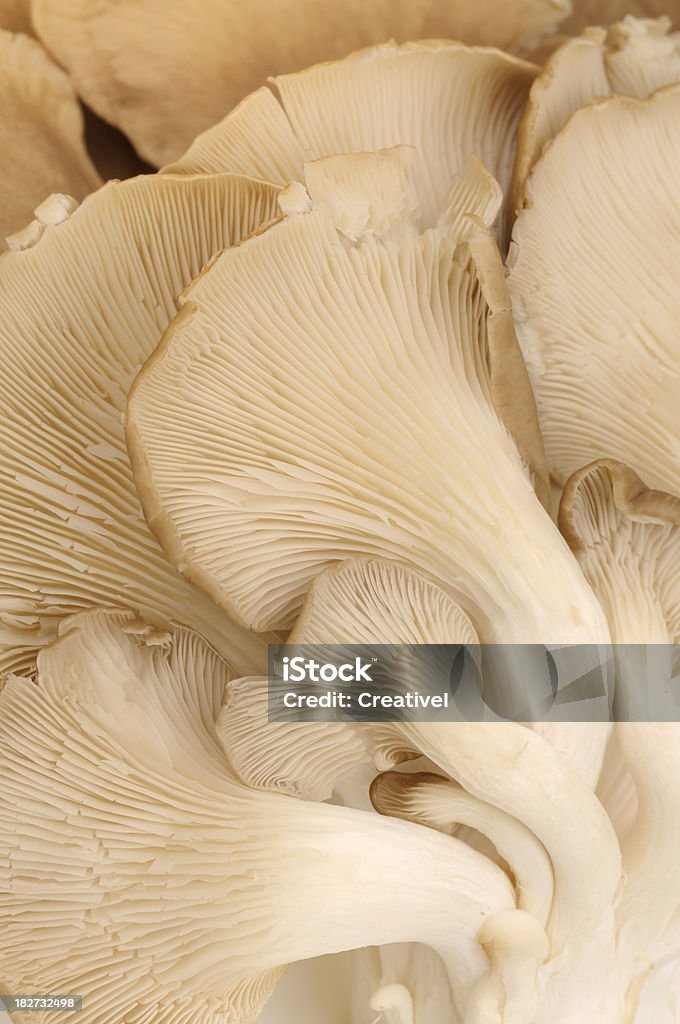 Oyster cogumelos - Foto de stock de Cogumelo Comestível royalty-free