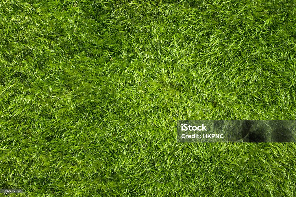 Full Frame perfekte Weicher flauschiger grünem Moos - Lizenzfrei Formatfüllend Stock-Foto