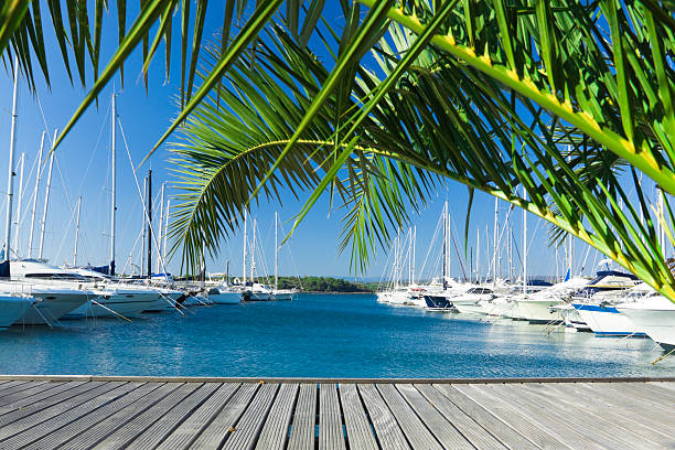 été"" - single flower sailboat harbor pier photos et images de collection