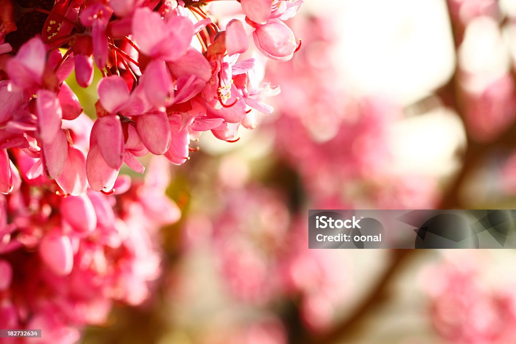 Suave fondo con frescas y flores de rosa - Foto de stock de Abstracto libre de derechos