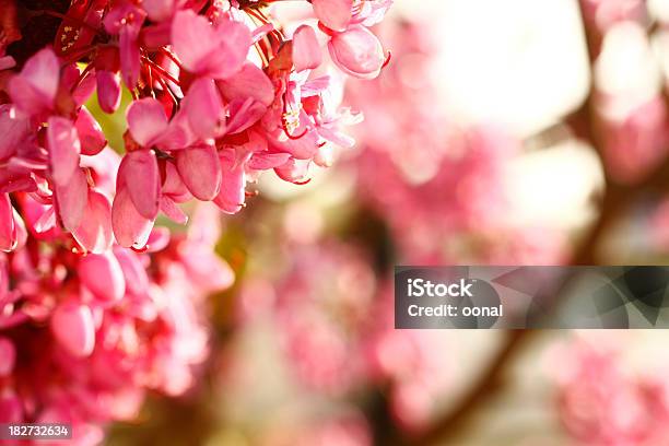 소프트 배경기술 신선한 페인팅되어 꽃 0명에 대한 스톡 사진 및 기타 이미지 - 0명, 꽃 나무, 꽃-꽃의 구조