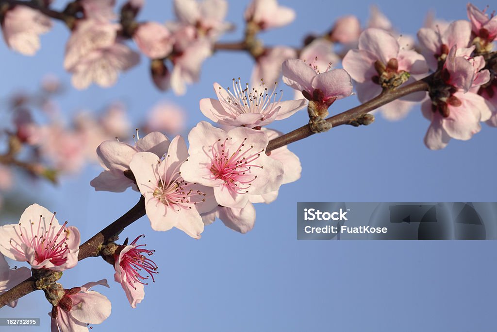 Flores de Pêssego - Royalty-free Azul Foto de stock