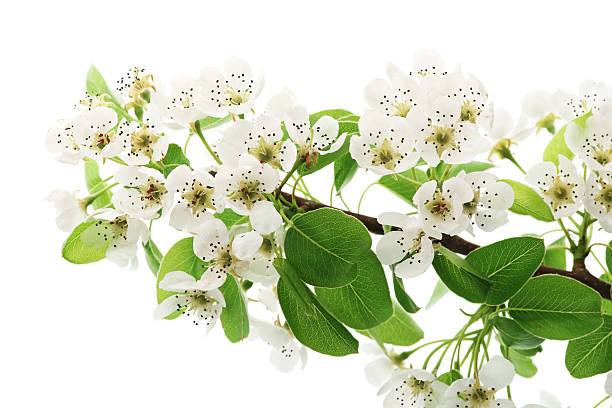 Apple tree Apple tree blooming isolated on white apple-tree-flowers stock pictures, royalty-free photos & images