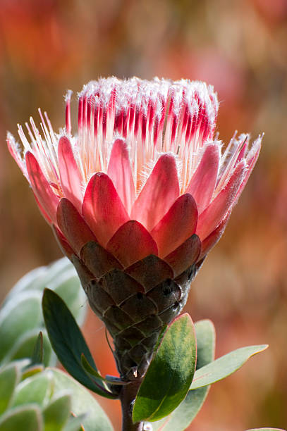 Backlit pincushion protea, Leucospermum cultivar.
