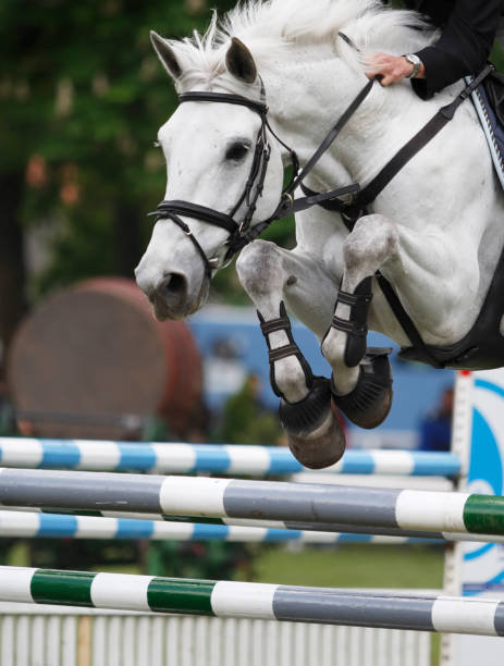White horse jumping over a hurdle at a show