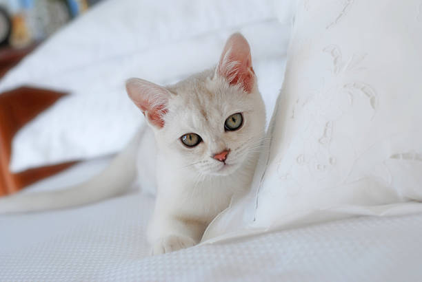 Pure Bred Burmilla white kitten with green eyes on white bed in soft focus.Please see other images in this series in my portfolio.