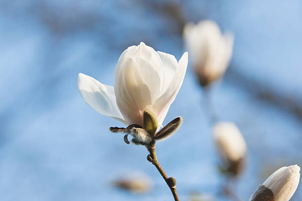 Purple magnolia flowers in spring.Lightbox: