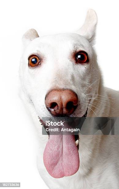 White Perro Foto de stock y más banco de imágenes de Adulto - Adulto, Alegre, Animal